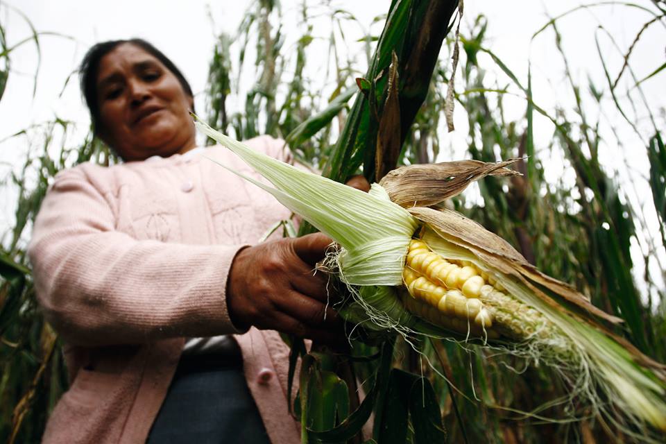 La mitad de los peruanos con  riesgo de sufrir inseguridad alimentaria