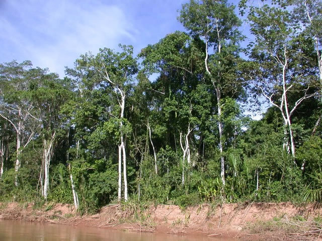 Bosque amazonico