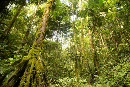 Bosque-amazónico