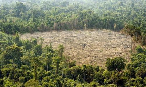 Brasil-creará-una-policía-especializada-en-combatir-la-deforestación