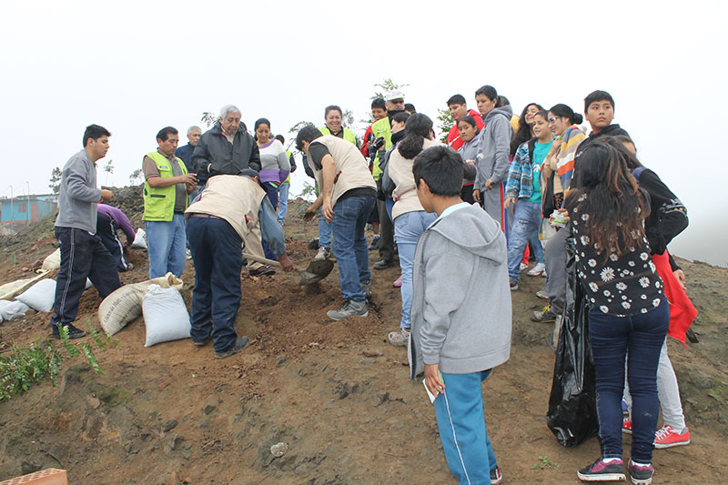 UNACEM plantó más de 350 árboles en Lima Sur beneficiando a más de 2000 pobladores