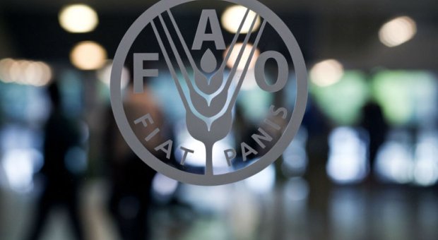 FAO: Precios mundiales de los alimentos subieron 1.3% en octubre