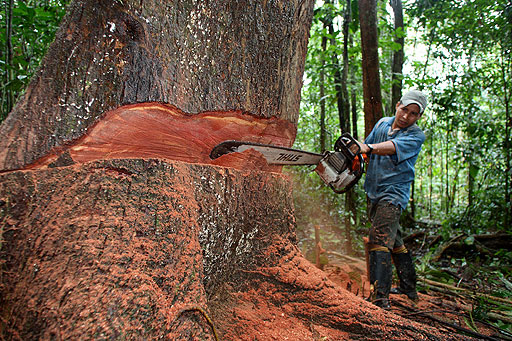 Reactivarán Comisión Multisectorial contra la tala ilegal