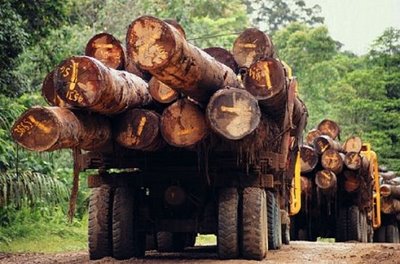 Defensoría del Pueblo: Urge la implementación de una estrategia forestal de lucha contra la tala ilegal
