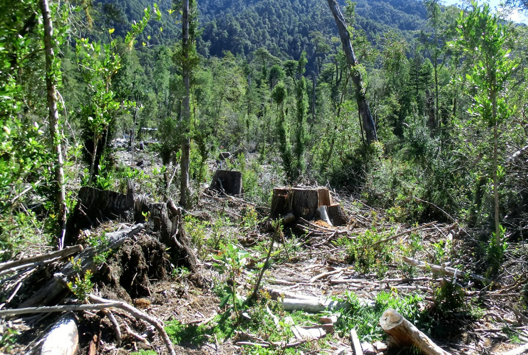 Serfor: Multas por tala ilegal de árboles llegan hasta los 19 millones de soles