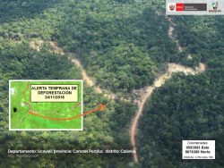 Corroboran capacidad de alerta temprana del Perú para identificar áreas deforestadas