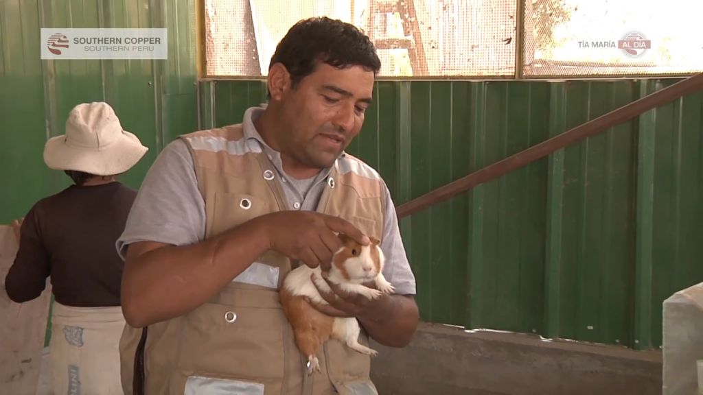 Southern Peru realizó campaña de asesoramiento en el manejo y crianza del cuy