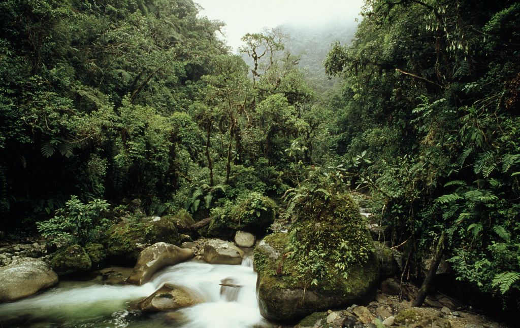 Más de 7,600 hectáreas de bosques y otros ecosistemas degradados fueron recuperadas por el Minam y CAF
