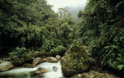 Más de 7,600 hectáreas de bosques y otros ecosistemas degradados fueron recuperadas por el Minam y CAF