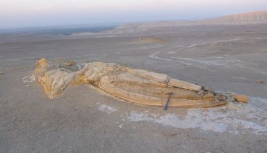 Ingemmet y SGP expondrán fósil de reptil marino prehistórico hallado en Lima