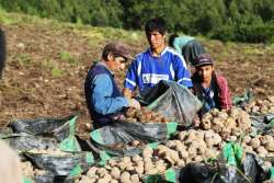 MINAGRI lanza Procompite Agrario dirigido a pequeños productores asociados
