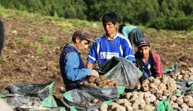MINAGRI lanza Procompite Agrario dirigido a pequeños productores asociados