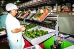 Agroexportaciones peruanas crecieron 9%
