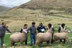 Antamina entregó ovinos reproductores a la Comunidad Campesina de Huaripampa