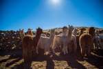 INACAL impulsa norma técnica peruana sobre buenas prácticas de esquila y manejo del vellón de fibra de alpaca