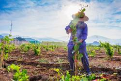 Antamina-Emprendedores-de-Huarmey-encuentran-oportunidad-de-desarrollo-en-producción-de-vino