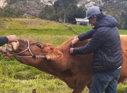 Yanacocha Foncreagro realiza campaña a favor del desarrollo ganadero de La Encañada