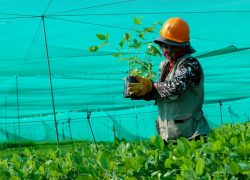 Minam reforestará con especies nativas zona de amortiguamiento de Tambopata