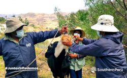 Southern Perú continúa con la campaña veterinaria 2020 en Torata