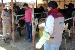 Casa Nuestra capacita a productores pecuarios en técnicas de inseminación en vacunos