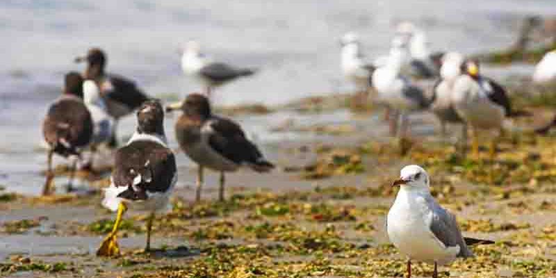 Monitoreo de Camisea registró más de 14.5 millones de aves de 148 especies en la Reserva Nacional Paracas