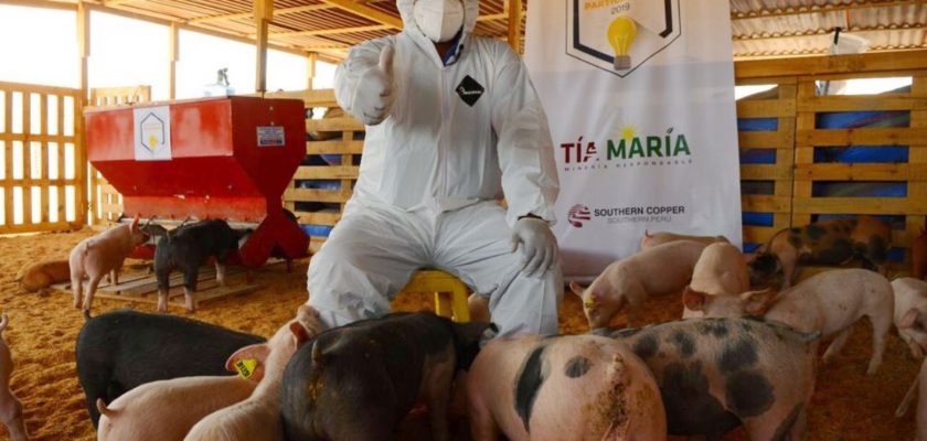 Tía María implementa granja de porcinos tecnificada en Islay