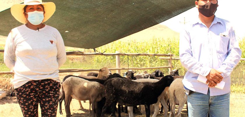 Southern Perú promueve proyecto productivo de ovinos en Ite