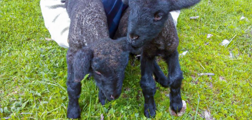 Minera Sierra Sun Group promueve mejoramiento genético de ovinos en Huaytará