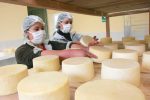 Coimolache: nueva planta productora de quesos beneficiará a más familias en Chugur