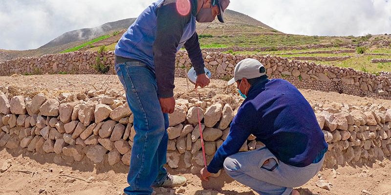 Southern Perú rehabilita 810 hectáreas de andenes para producción agraria en Candarave