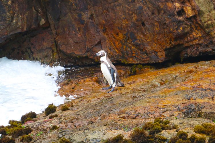 [Antamina] Proyecto de Conservación del pingüino de Humboldt 