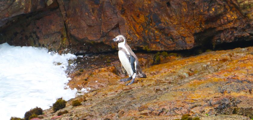[Antamina] Proyecto de Conservación del pingüino de Humboldt
