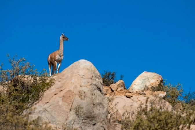 Cerro Verde recibe reconocimientos internacionales para la conservación de especies en peligro