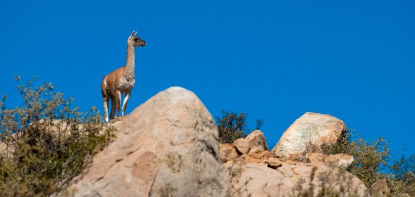 Cerro Verde recibe reconocimientos internacionales para la conservación de especies en peligro