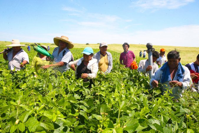 agricultura en Perú