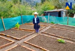 (Newmont Yanacocha) biohuertos beneficiarán a cerca de 1,300 familias de Cajamarca