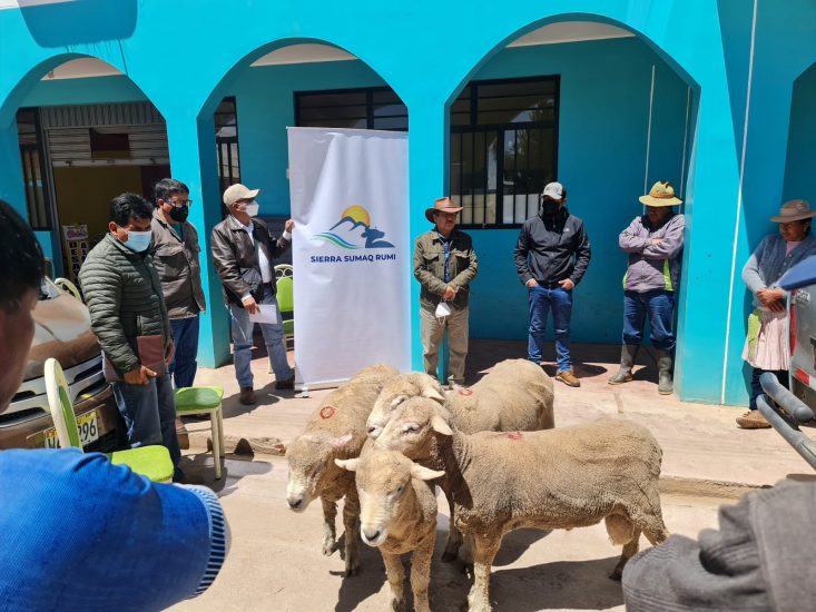 Sierra Sumaq Rumi y la Comunidad de Shicuy trabajando juntos por el desarrollo ganadero local