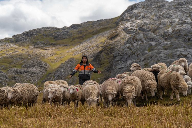 (Nexa Resources) Proyecto de cadena productiva de ovinos en Pasco