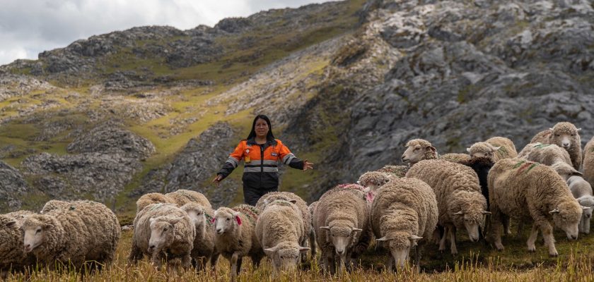 (Nexa Resources) Proyecto de cadena productiva de ovinos en Pasco