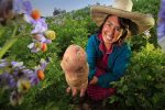 Papa-biofortificada-Minera-Poderosa