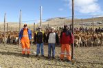 Volcan Compañía Minera: Andaychagua aporta al fortalecimiento pecuario de la Comunidad de Huayhuay