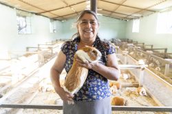 Pan American Silver Shahuindo: productores locales de cuyes continúan fortaleciendo la cadena de valor del cuy en el valle de Condebamba  
