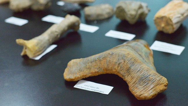 II Curso -Taller Inductivo sobre Patrimonio Paleontológico