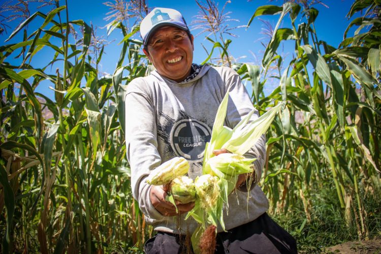 Southern Perú implementa el programa Tecnificando el Agro en el valle de Tambo