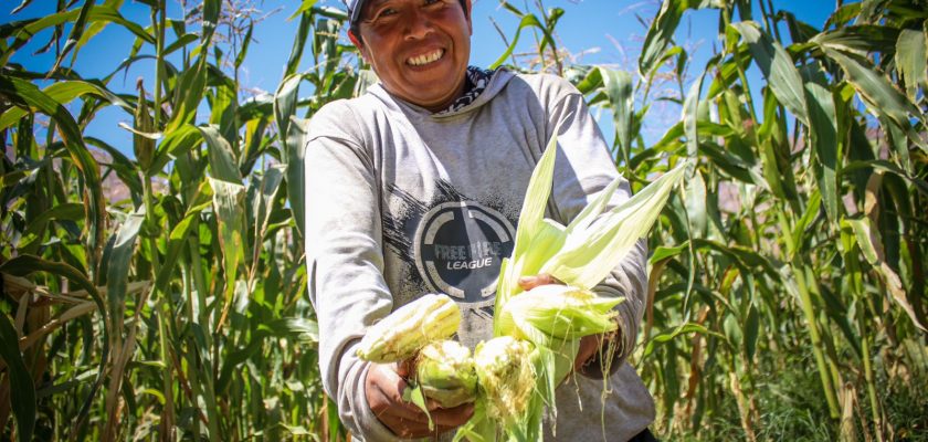 Southern Perú implementa el programa Tecnificando el Agro en el valle de Tambo