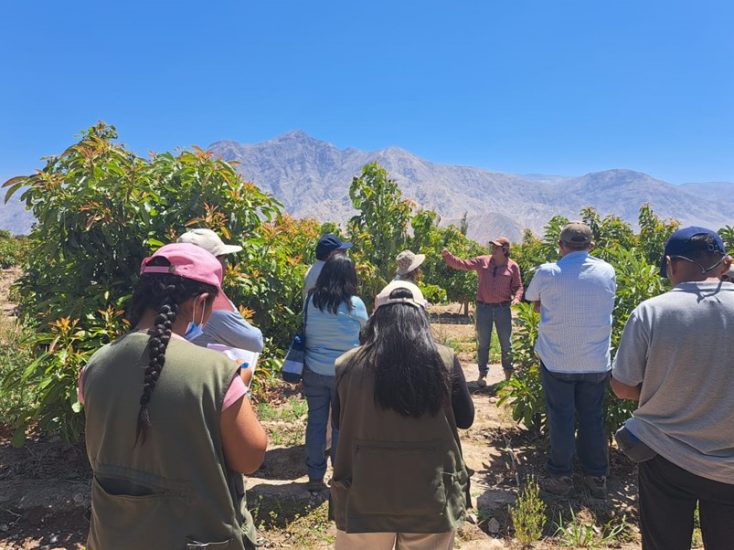 Zafranal - Capacitación cultivos cítricos y paltos valle de Majes