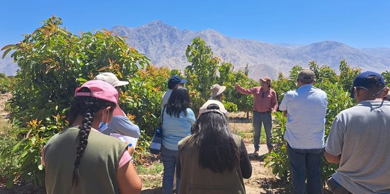 Zafranal - Capacitación cultivos cítricos y paltos valle de Majes