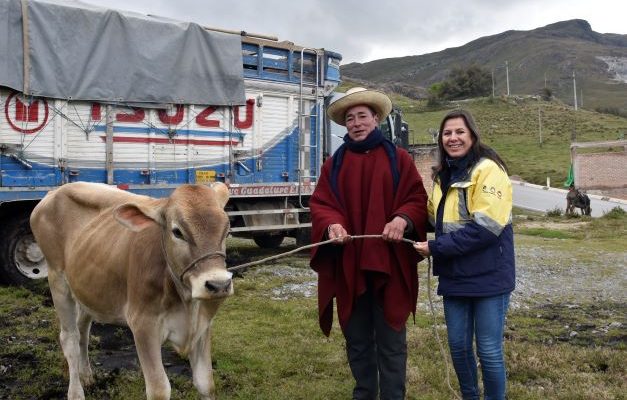 Gold Fields contribuye al mejoramiento del ganado vacuno en Hualgayoc