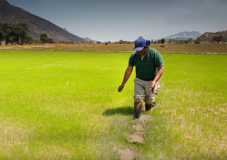 Cultivos sostenibles de arroz en el área de influencia directa de la Central Hidroeléctrica Carhuaquero (Kallpa Generación)