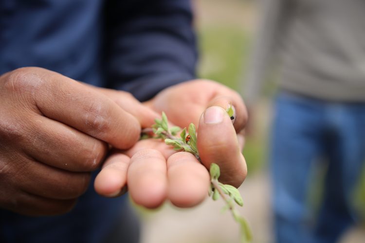 Proyecto Zafranal: Productores de orégano en Lluta mejoran prácticas de cultivo de manera sostenida